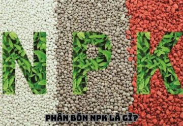 Phân bón NPK là gì? Tầm quan trọng của Phân NPK trong Nông nghiệp