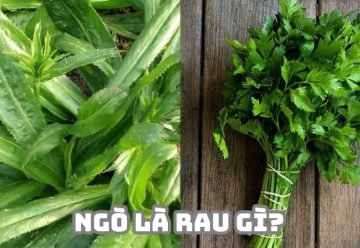 Ngò là rau gì? Phân loại rau ngò không phải ai cũng biết