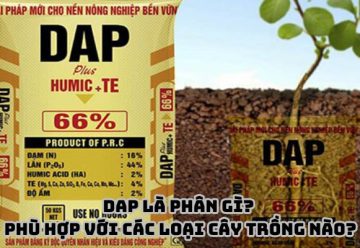 DAP là phân gì? Phù hợp với các loại cây trồng nào?