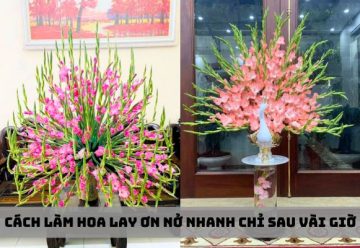 Cách làm hoa lay ơn nở nhanh chỉ sau vài giờ