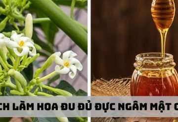 Cách làm hoa đu đủ đực ngâm mật ong đơn giản