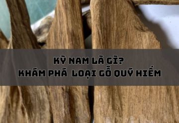 Kỳ nam là gì? Khám phá giá trị và công dụng của loại gỗ quý hiếm