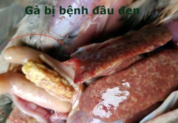 Hướng dẫn phòng và điều trị bệnh đầu đen ở gà