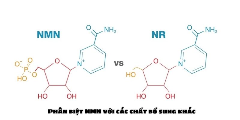 nmn-la-gi